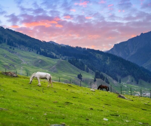 Sonmarg